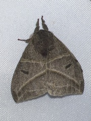 Austrolippa cruenta