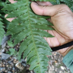 Cranfillia deltoides