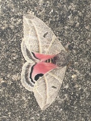 Austrolippa cruenta