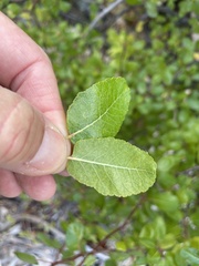 Bursera rupicola