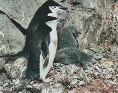 Pygoscelis antarcticus