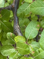 Bursera rupicola