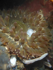 Urticina clandestina