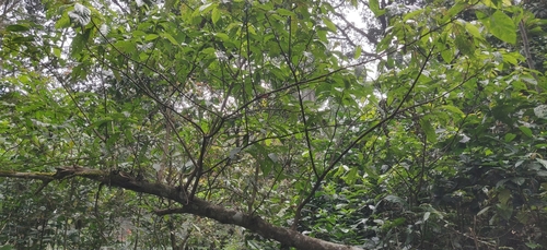 Oreocnide integrifolia observed 2023-01-22