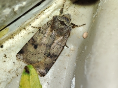 Cerastis faceta