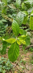 Oreocnide integrifolia