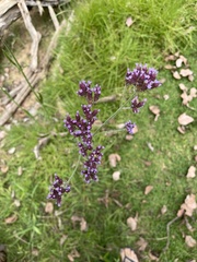 Verbena incompta