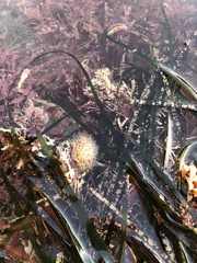 Acanthodoris rhodoceras