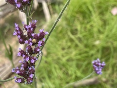 Verbena incompta