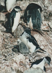 Pygoscelis antarcticus