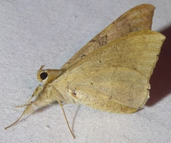 Oxyodes scrobiculata