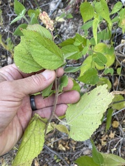 Acalypha comonduana