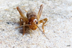Anurogryllus arboreus
