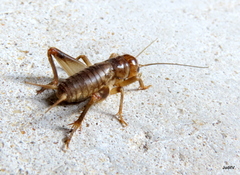 Anurogryllus arboreus