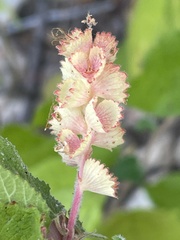 Acalypha comonduana