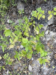 Acalypha comonduana