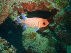 Myripristis hexagona