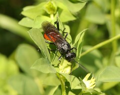 Macrophya annulata