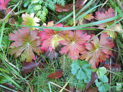 Geranium sylvaticum