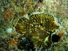 Lobophylliidae