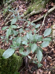 Quercus repandifolia