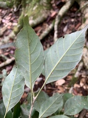 Quercus repandifolia