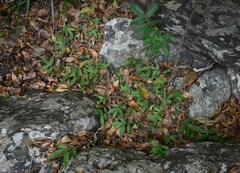 Oplismenus compositus