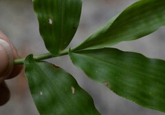 Oplismenus compositus