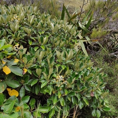 Brachyglottis buchananii