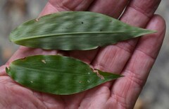 Oplismenus compositus