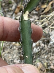 Peniocereus johnstonii