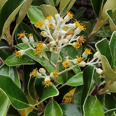 Brachyglottis buchananii