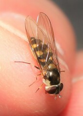 Meliscaeva auricollis