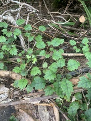 Rubus australis
