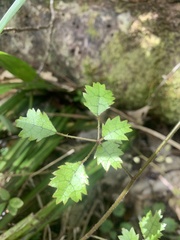 Rubus australis