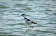 Himantopus mexicanus melanurus
