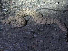 Crotalus cerastes cercobombus