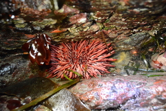 Mesocentrotus franciscanus