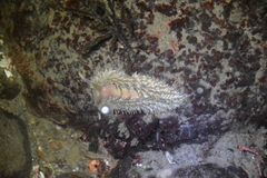 Aeolidia