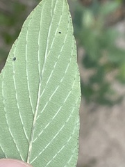 Karwinskia humboldtiana