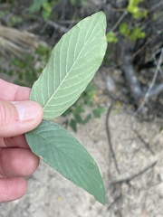 Karwinskia humboldtiana