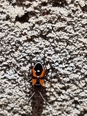 Melanerythrus mactans