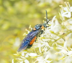Lophyrotoma interrupta