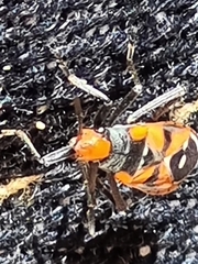 Melanerythrus mactans