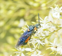 Lophyrotoma interrupta