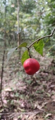 Salacia fruticosa