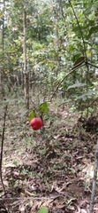 Salacia fruticosa
