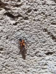 Melanerythrus mactans