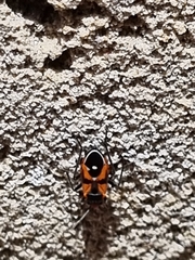 Melanerythrus mactans