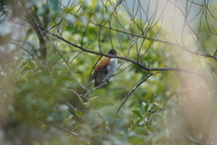 Hemixos castanonotus